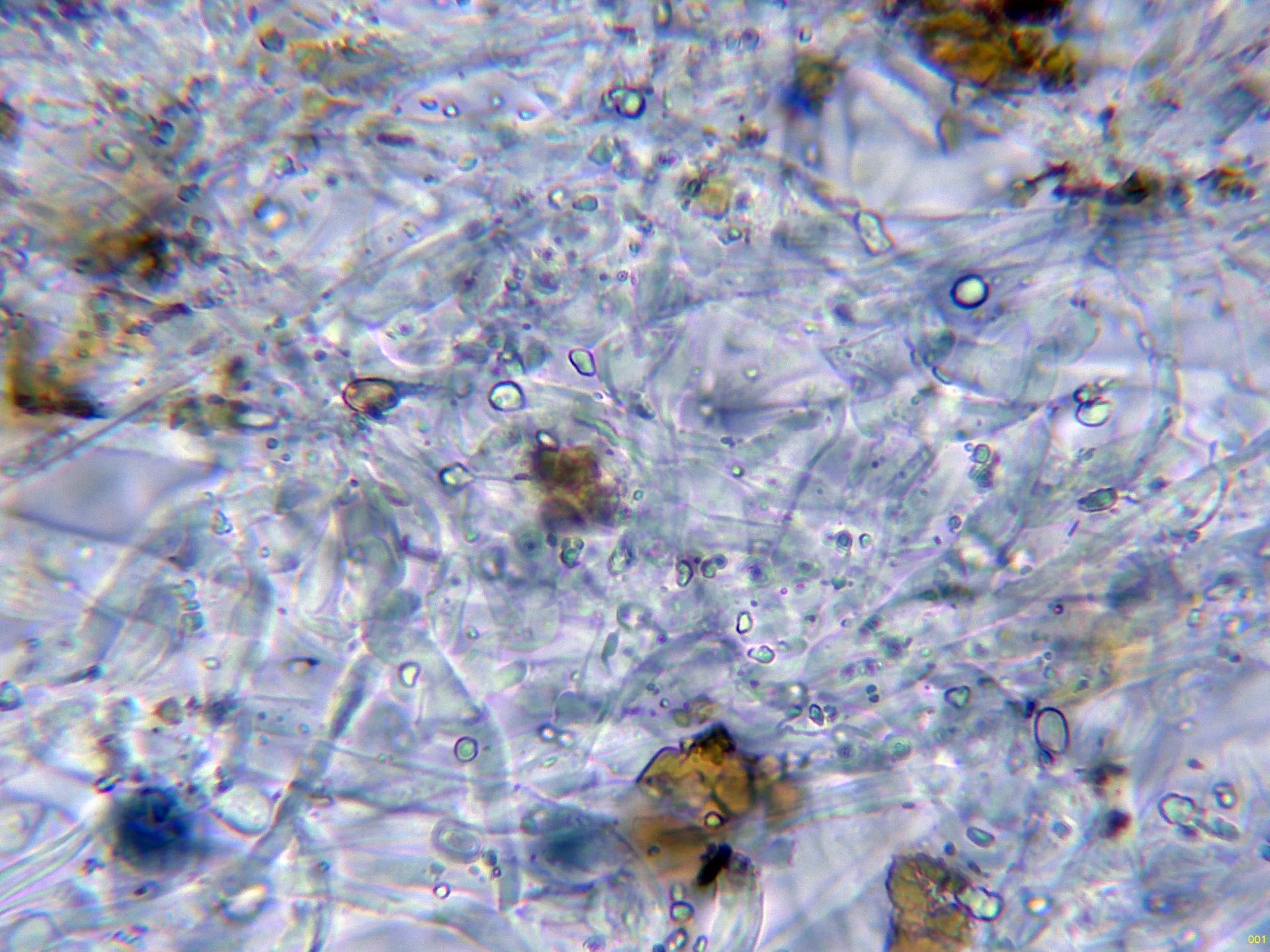 Microscopía de Tapinella panuoides - 10 - Subpellis agua-001